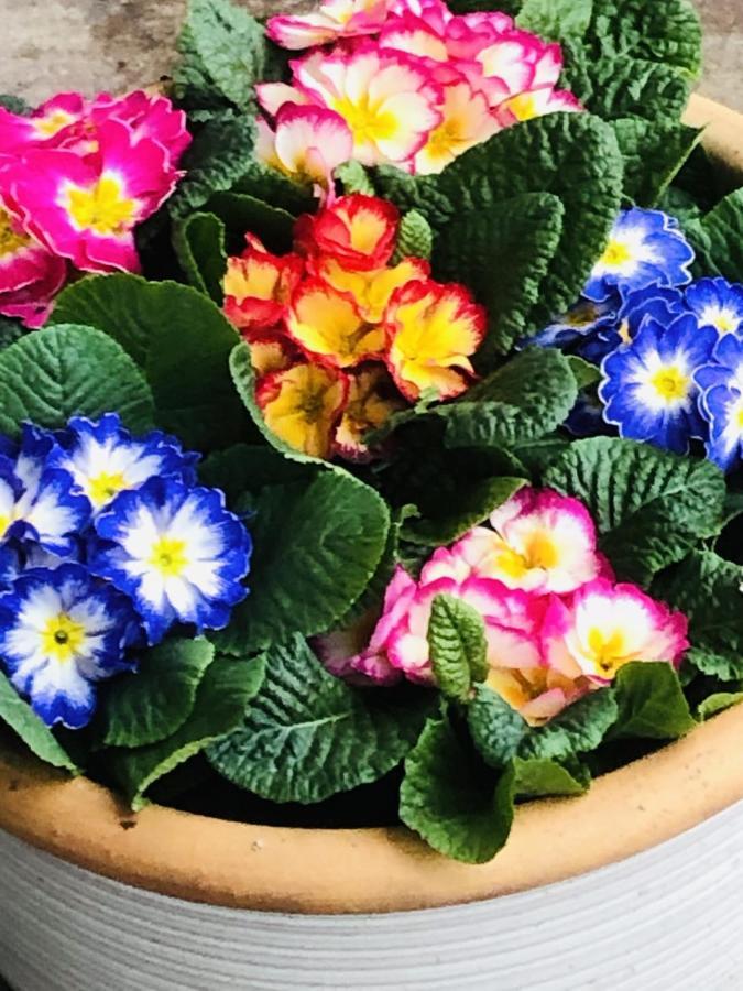 Bed and Breakfast B &B Yuupke Maasbree Noord-Limburg Venlo Roermond Esterno foto